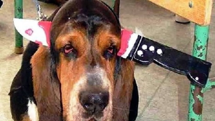 Si Disfrazastes a tu mascota y quieres compartirlo envia la foto a info@policeprnews.com