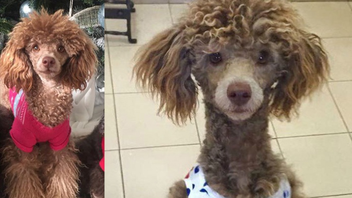 Video: Gracias a Facebook encuentran a Violeta la perrita perdida en el SeÃ±orial 