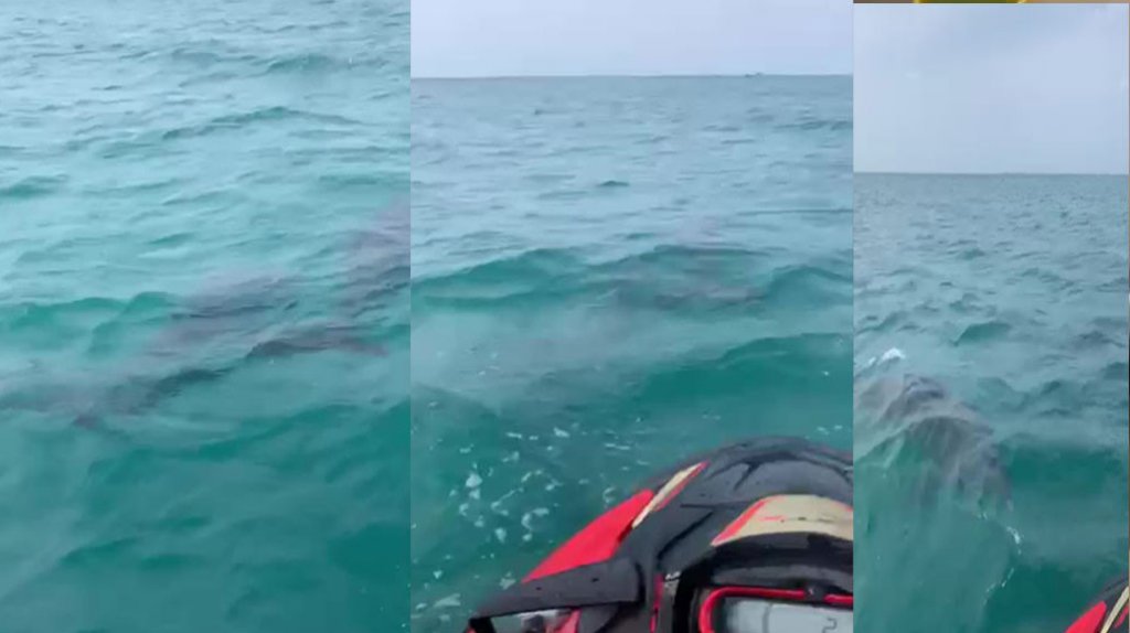  Video: Corredores de “Jetski” disfrutan de espectáculo de delfines en Icacos 