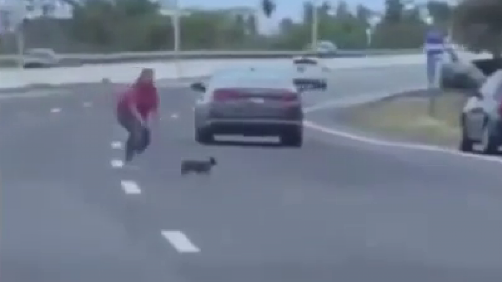  Video: Un perrito detiene el tránsito en la número 2 de Ponce 