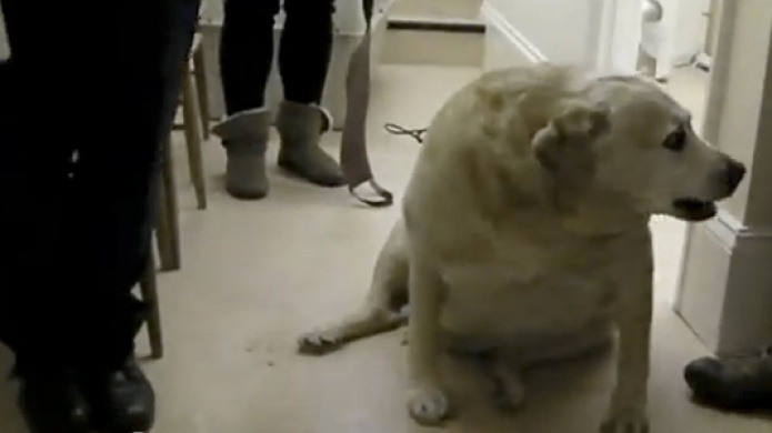 La salud de tu perro forma parte del adiestramiento, evita la obesidad en tu mascota!