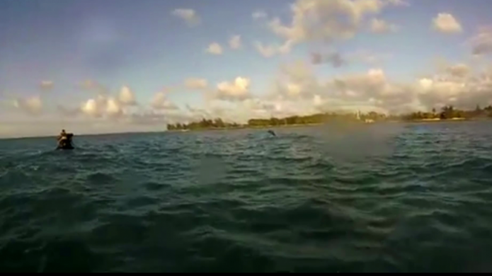 Video: Delfines hacen su apariciÃ³n ayer en playa de Isla Verde