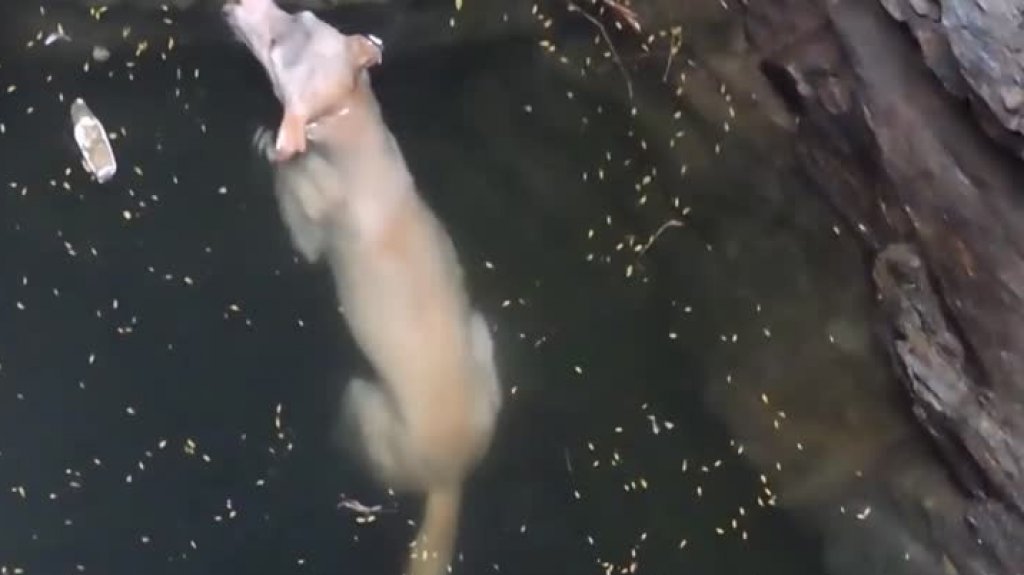  El video del extraordinario rescate de un perrito dentro de un pozo 