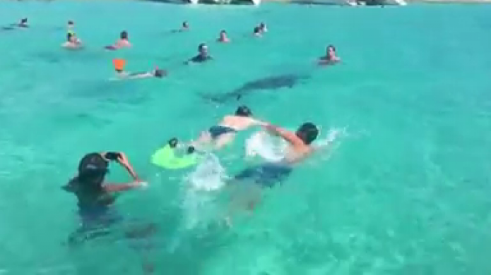 Video: DelfÃ­n se luce nadando con NiÃ±os en playa de icacos en Fajardo