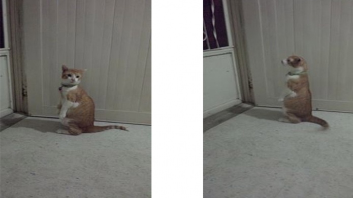 Mateo un gato fuera de lo comÃºn tambiÃ©n en Puerto Rico 