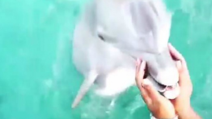 VIDEO: Una mujer tirÃ³ su celular en el mar y un delfÃ­n se lo devolviÃ³
