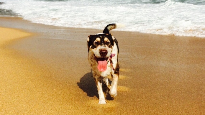 Proponen cÃ¡rcel y hasta diez mil dÃ³lares de multa a quien abandone a su mascota