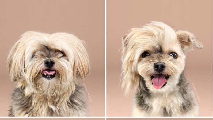 Video: Echa un vistazo a estos adorables perros antes y despuÃ©s de su corte de pelo! 