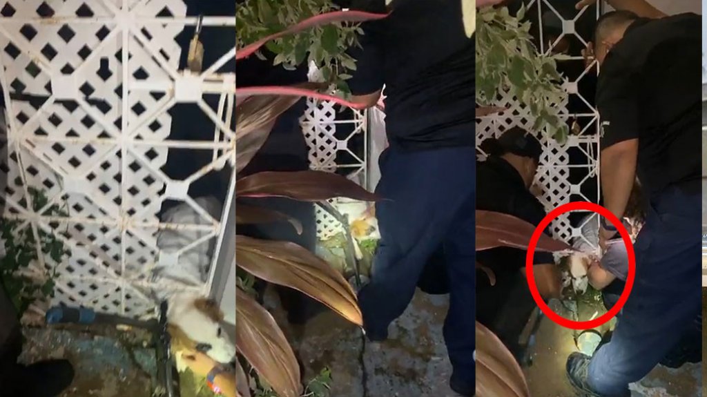  Video del momento en que rescatan un perrito pillado en un portón de una residencia en San Juan 