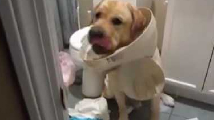 Video: Perros que se portaron mal y luego ponen cara de inocentes 