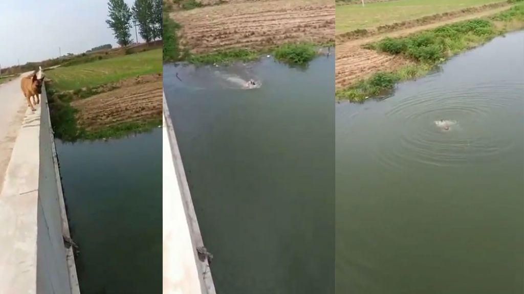  Video: Él se lanzó al agua para que su perro pensara que se ahogaba, vea que hizo el can 