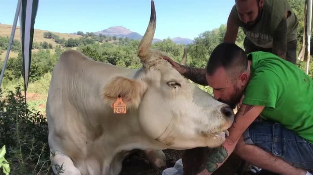  Video: Una vaca agradecida de un humano por salvarle la vida a su hija 