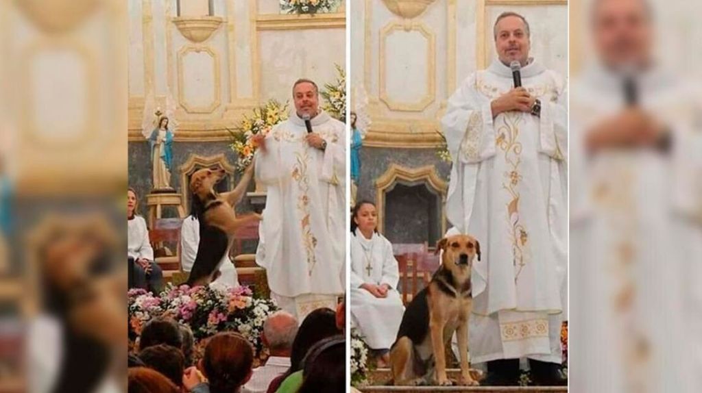  Cura rescata perros callejeros e incentiva la adopción durante misa 