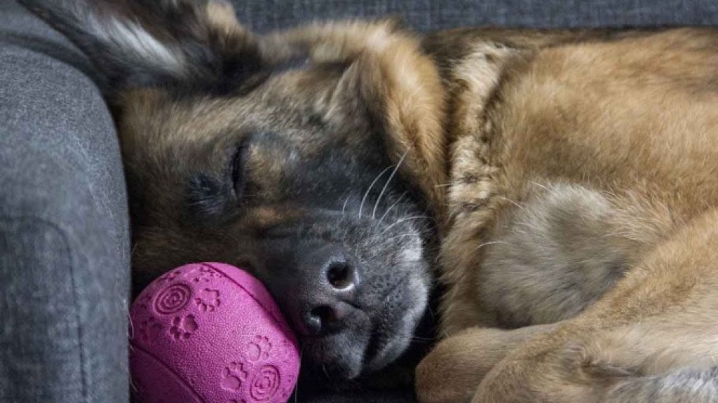  Muere "Buddy", 1er perro que dio positivo al coronavirus en EE.UU. 