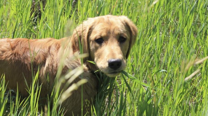 Â¿Por quÃ© los perros comen pasto?