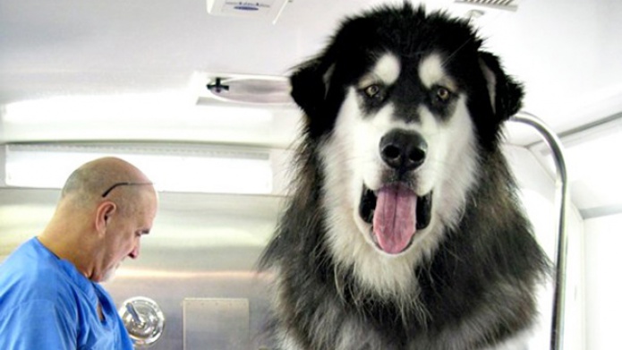 En fotos: Enormes perros! 