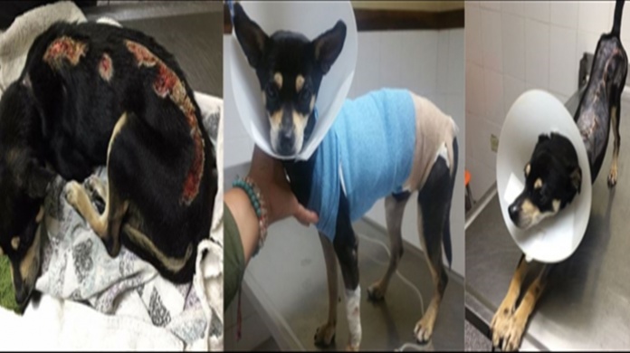  Oscar logrÃ³ una segunda oportunidad de vida