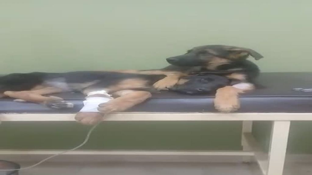  Video:Un cachorro consuela a su hermana enferma 