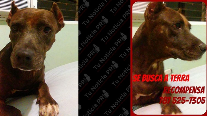 Se Busca: Perra de terapia Perdida en Carolina