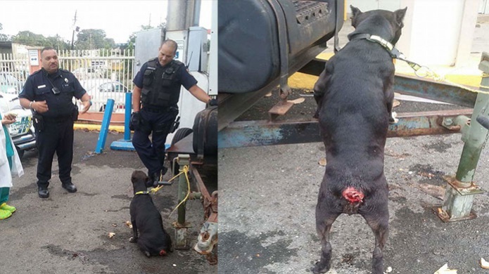 Pitbull Busca ayuda de policÃ­as municipales luego que le arrancaran con un machete la cola 