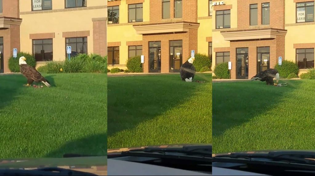  En video gigantesca águila devorando su presa en una zona urbana 