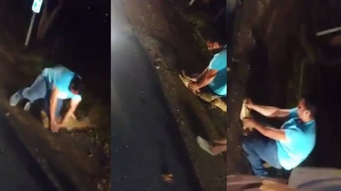 Video: Ciudadano en Aguada intento atrapar un caimÃ¡n y termino herido 