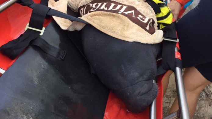 DRNA multa responsable de perseguir y molestar manatÃ­es