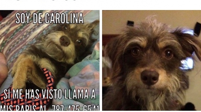 Se Busca perrita perdida en Carolina