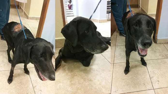 Solicitan ayuda para gastos mÃ©dicos de perrito golpeado y quemado en Cayey 