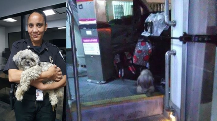 Buscan al dueÃ±o de un perrito perdido que se subiÃ³ a una guagua de la A.M.A.