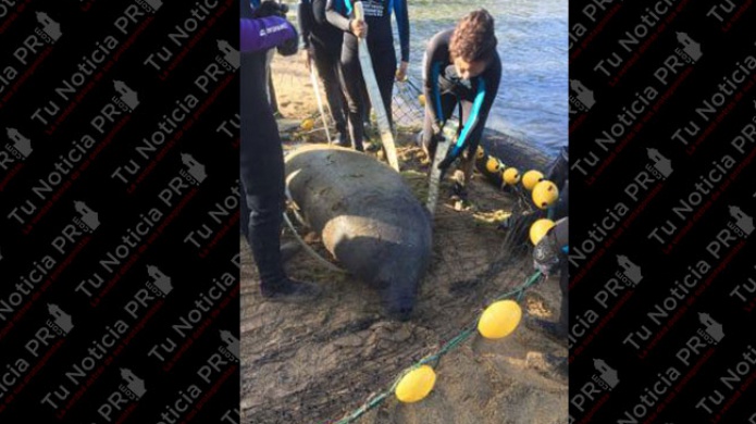 Ante amenaza de derrame de diesel del incendiado ferry, remueven manatÃ­es de la zona
