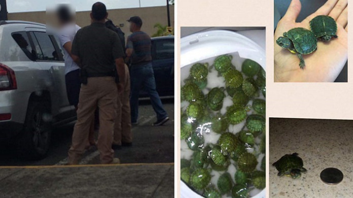 Anuncio, en internet que venderÃ­a tortugas en MayagÃ¼ez y termino arrestado
