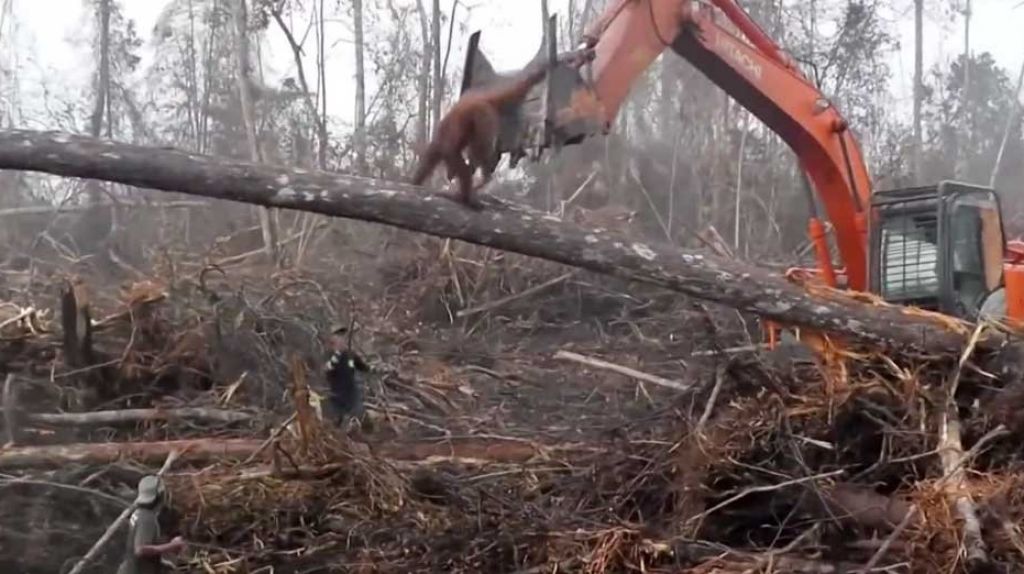  Video: Momento en que orangután enfrenta una excavadora que trata de quitarle su (habitad) su casa 