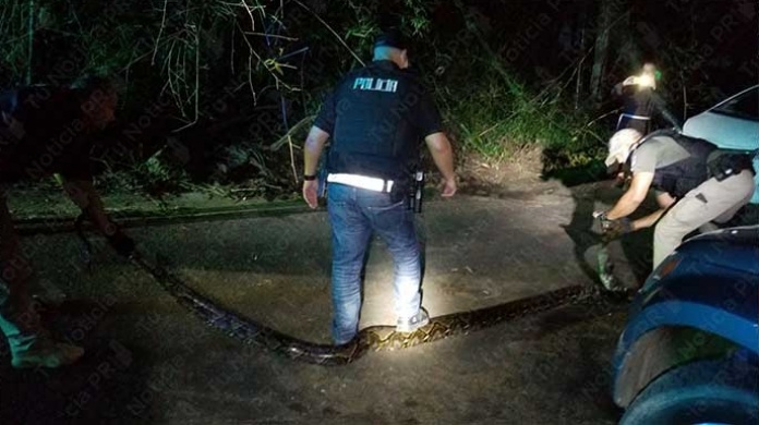 Fotos: PolicÃ­as municipales y vigilantes capturan gigantesca Boa en San Juan 