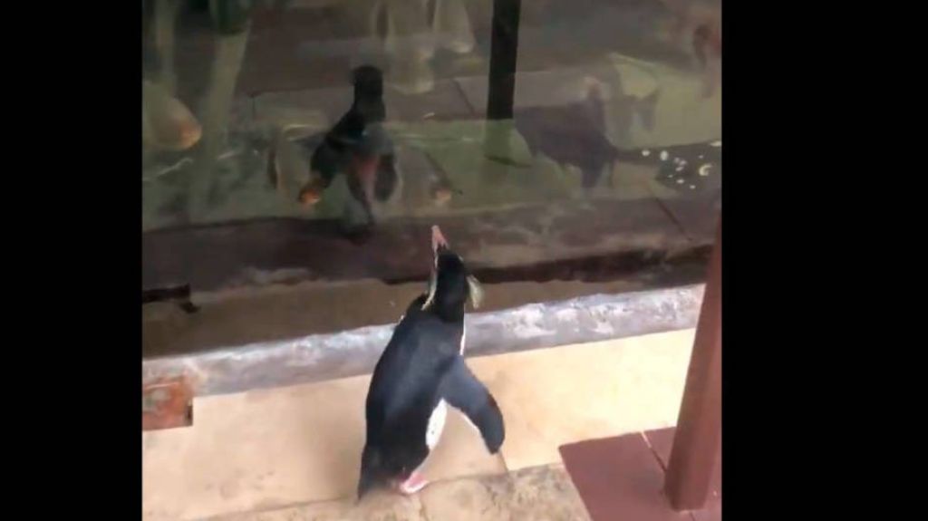  Video:Estos pingüinos aprovechan el cierre de su acuario por el Covid para visitar a sus amigos 