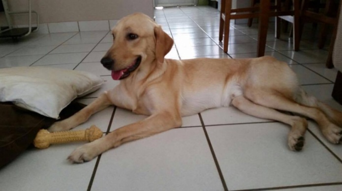 Urgente Se Busca: Hershey un perrito perdido en Carolina