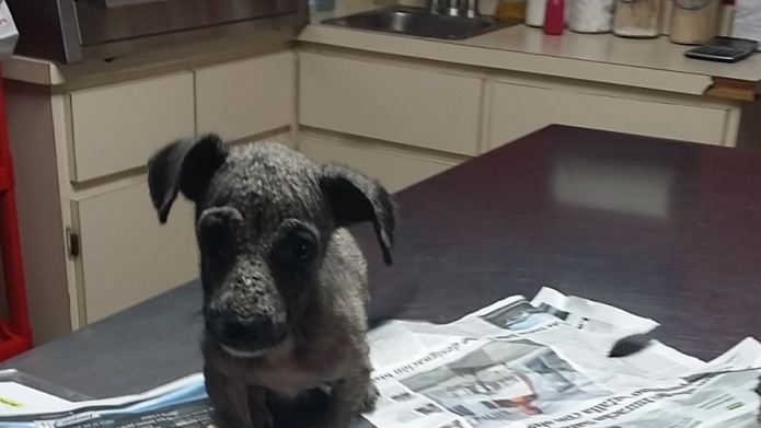 Un Ejemplo de lo que es amar las mascotas