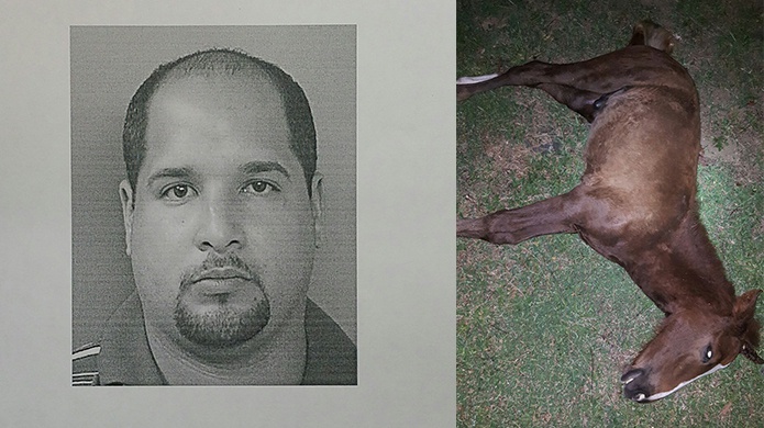 Radican cargos criminales a sujeto por apedrear a un potro