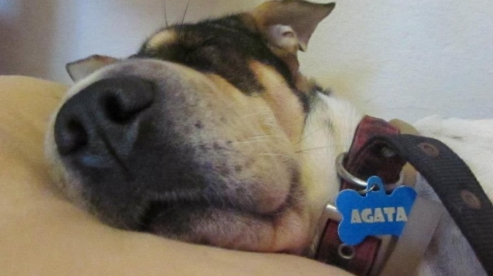 CÃ³mo proteger a las mascotas ante fenÃ³meno atmosfÃ©rico