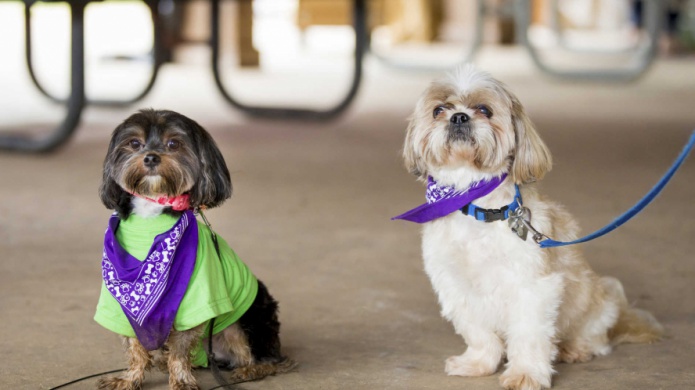 Sociedad Americana Contra el CÃ¡ncer celebra Ladrando por la Vida