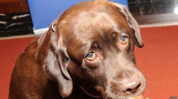 El perro llamado Gatillo que le disparÃ³ a su dueÃ±a en Estados Unidos