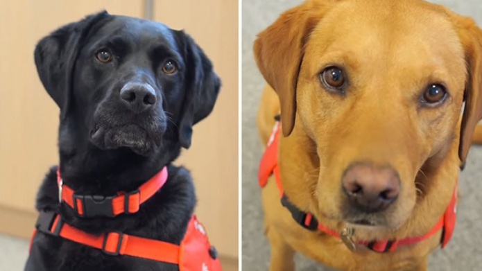 Una perra salva a su dueÃ±a y da inicio a un nuevo mÃ©todo para detectar enfermedades