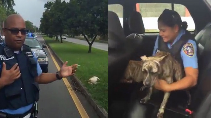 Video: PolicÃ­as en Cupey rescatan dos perros que cuidaban otro que fue atropellado en Los Paseos