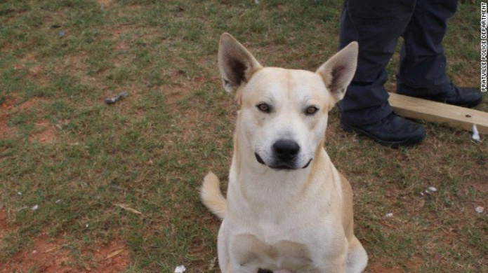 Un perro lleva a la policÃ­a a detener a su dueÃ±o por trÃ¡fico de drogas