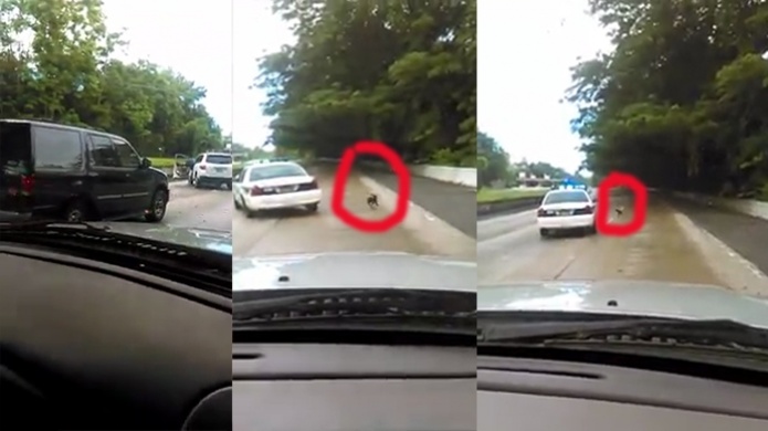 Video: PolicÃ­as y ciudadanos intentan salvar un perro en el MartÃ­nez Nadal 