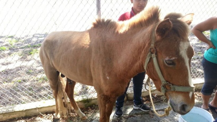 Policia Rescata un Caballo en Arecibo