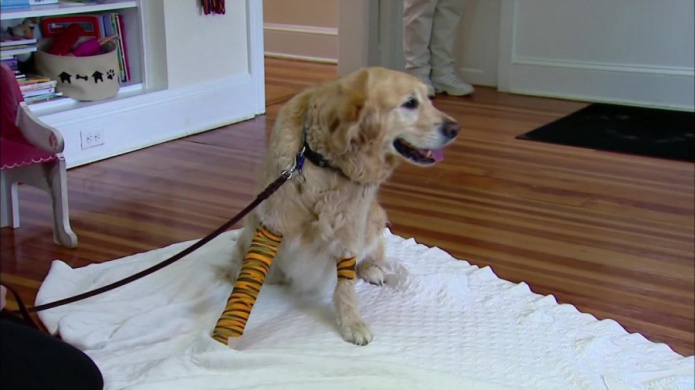 Figo, el perro heroico que salvÃ³ a su dueÃ±a ciega en un accidente