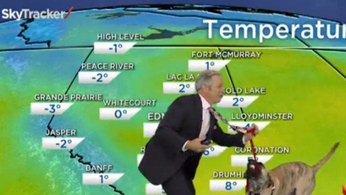 Un Reportero no se imaginÃ³ lo DifÃ­cil que seria ofrecer las condiciones del clima con un perro