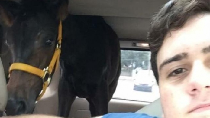 Video: Joven en Luquillo sacrifico su Lexus para salvar a pequeÃ±a yegua del HuracÃ¡n Irma 