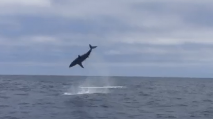 Video: Captan TiburÃ³n con "Guille" de delfÃ­n  realizando movimientos acrÃ³batas

